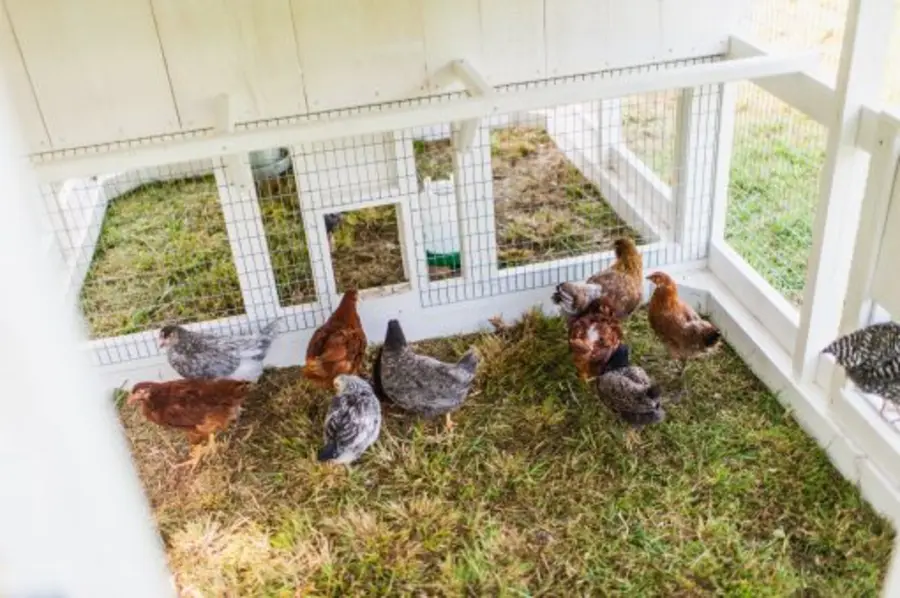 White big fairytale town chicken coop